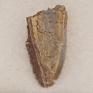 EDMONTOSAURUS SHED TOOTH